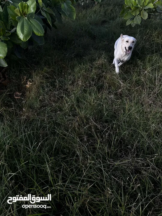 للبيع جرو لابلدور عمر 6 اشهر مطعم