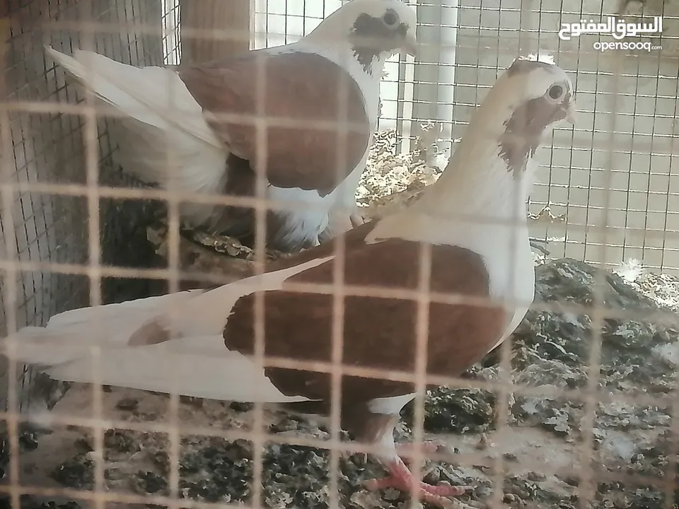 حمام للبيع