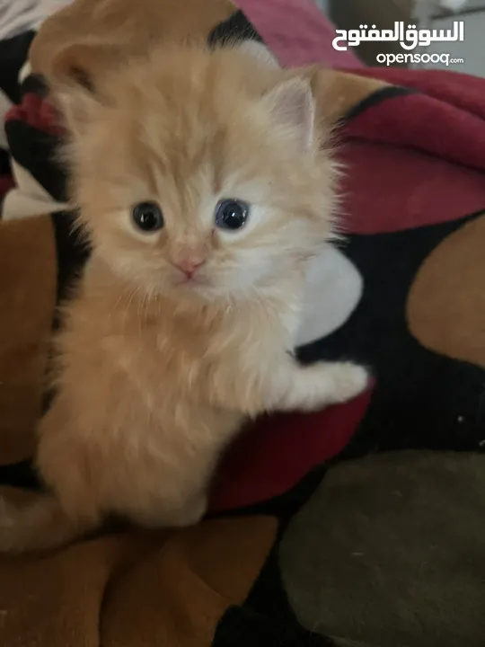 Male and female cats with blue eyes قطط شيرازي