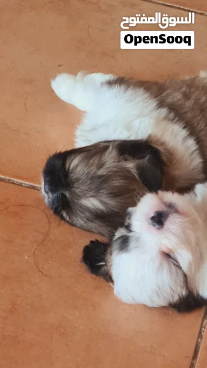 1 month old female puppies for sale