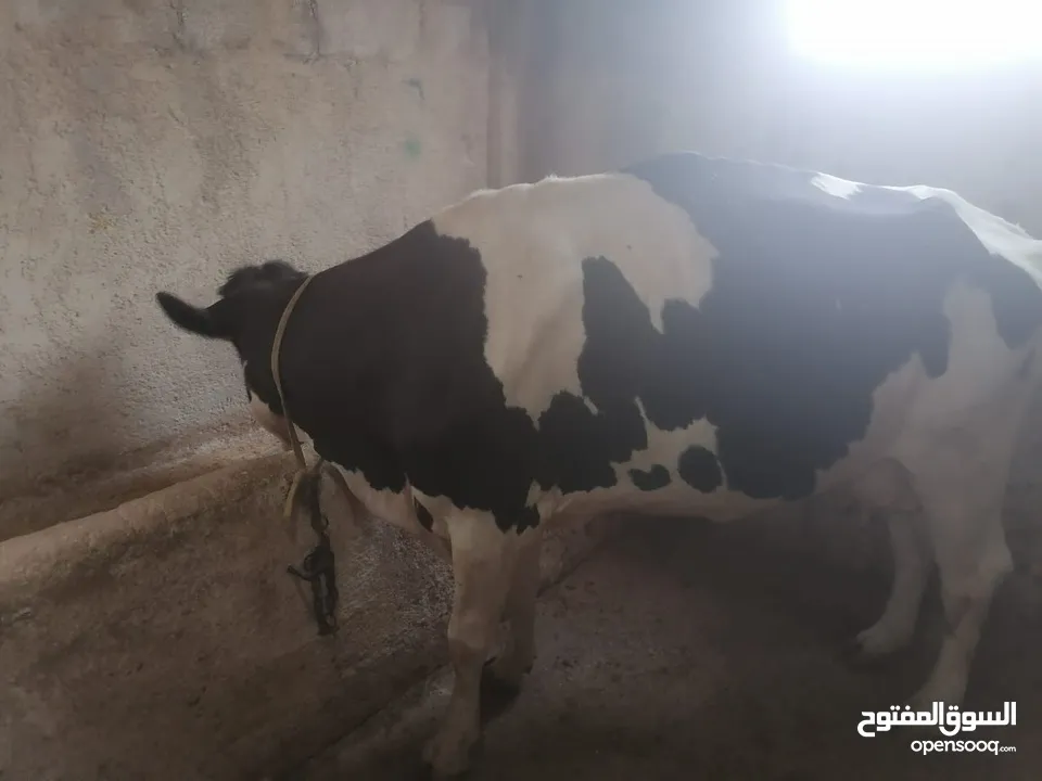 ابقار للببع بسعر مناسب