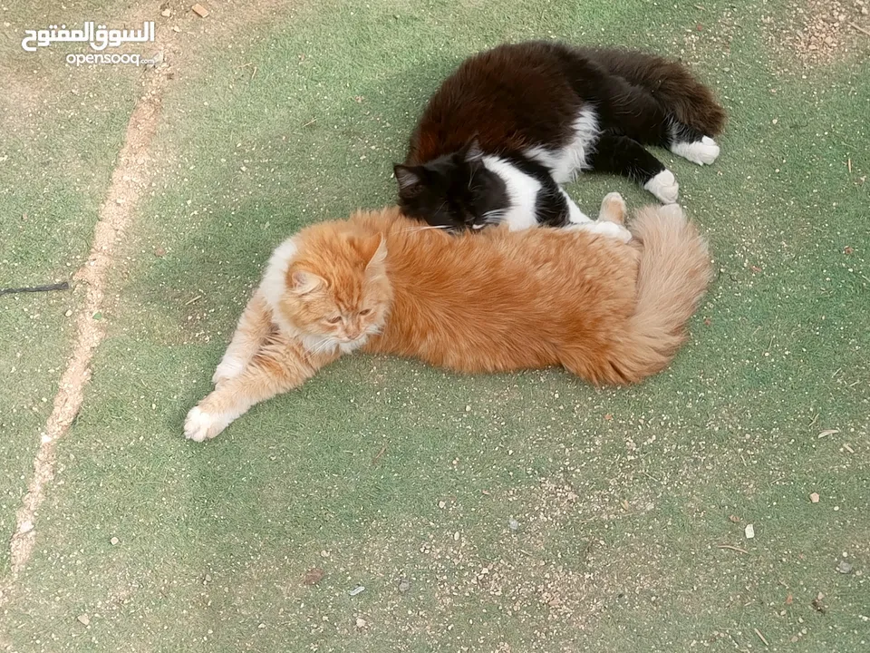 بيع قطط شيرازي السوداء انثى والشقراء ذكر ع سعر 500 الثنتين