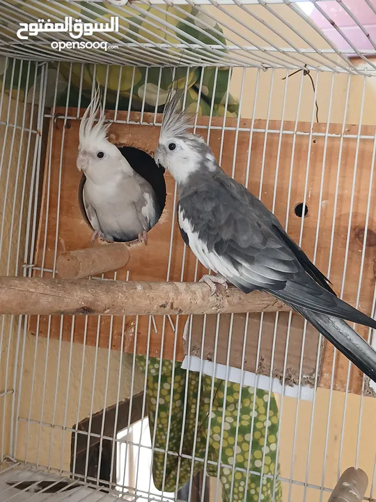 Cocktail breeding pair for sale