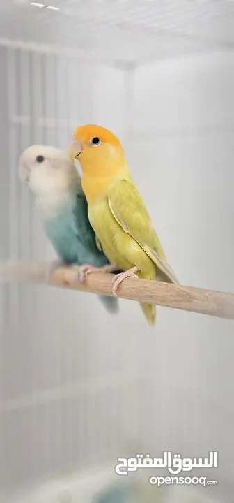 زوج طيور روز البينو rose albino couple