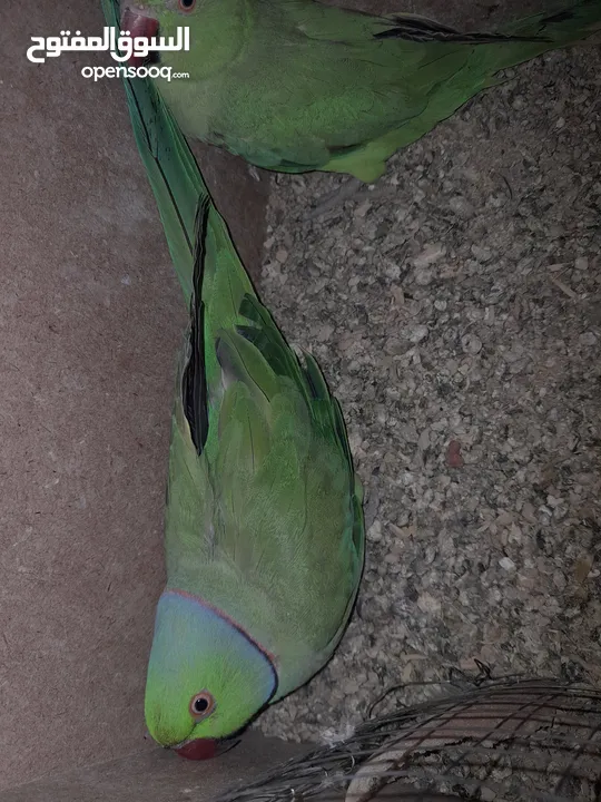 جوز شغال عصافير ضره جامبو مع افراخو 160