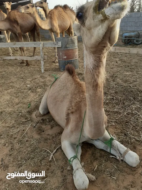 جمال قعدان