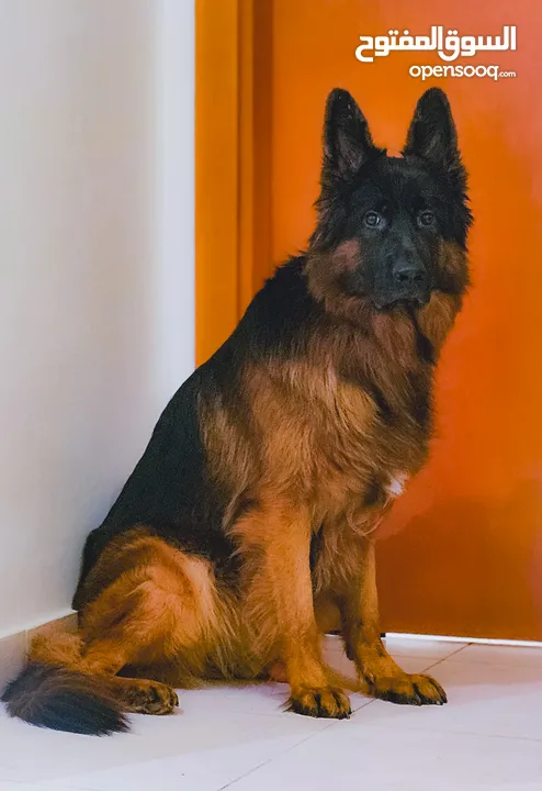 German Shepherd Male for Mating - ذكر جيرمان للتلقيح