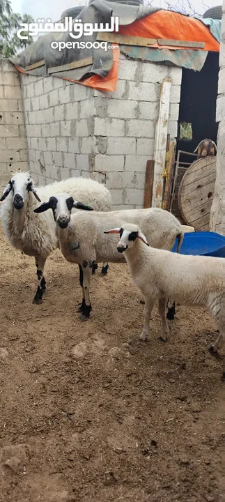 عنم قبرصي الاصلي