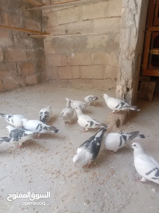 الصلاة على النبي افراخ للبيع في الموقر