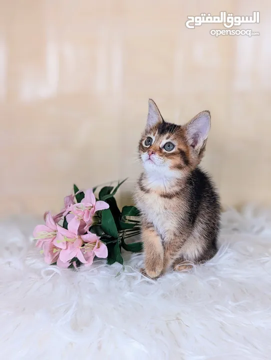 Abycoon Hybrid kittens ابي كون