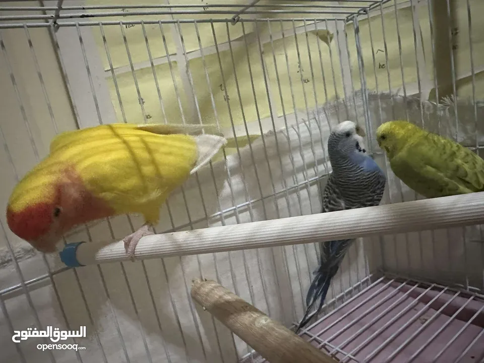 2 budgies and one lovebird un-taimed