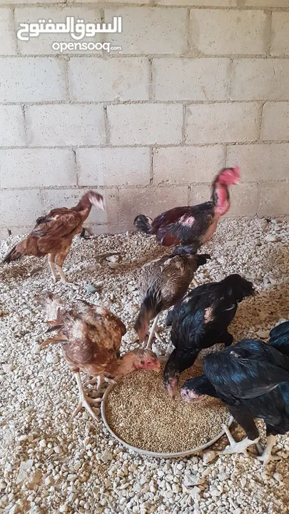 دجاج بكستاني