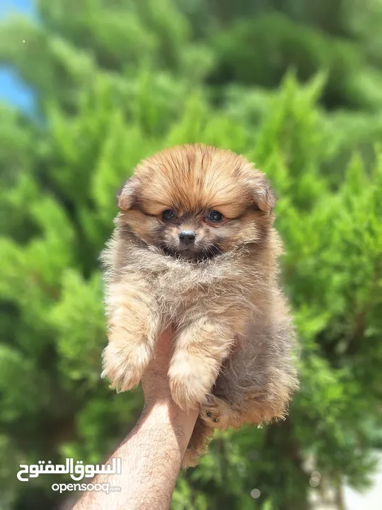 بومارينيان تيكب أصغر حجم مستوى عالي جدا pomeranian t_cup