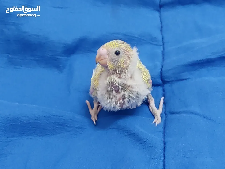 بادجي شغال للبيع  شوف الوصف
