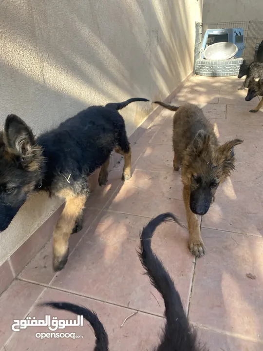 German shepherd show line  Royal black  Black tan  Sable brown