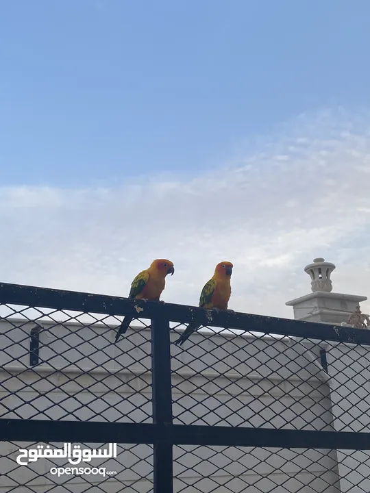 Two sun conures with everything
