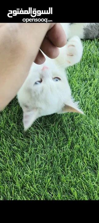 Ragdoll, Scottish fold, British short hair, persian kittens.