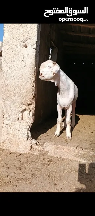 جدي شامي ابيض ابرص توب ثني حبتين على كل جال وثلث معزا مراح توب التوب مقنوي