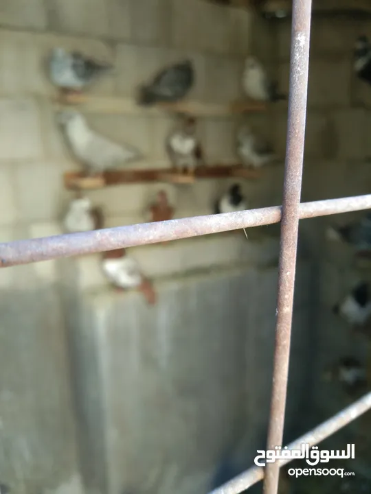 100حبه صواريخ للبيع كلها حمام ملونه وحلوه وشغل ممشى وخلاط