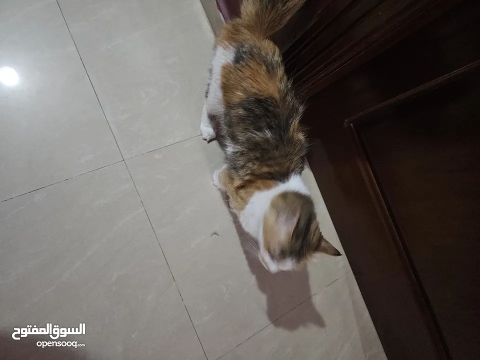قط انثى شيرازي مكس حامل من سكوتش فولد   ماخد جميع المطاعيم البيع بسعر المطعوم فقط