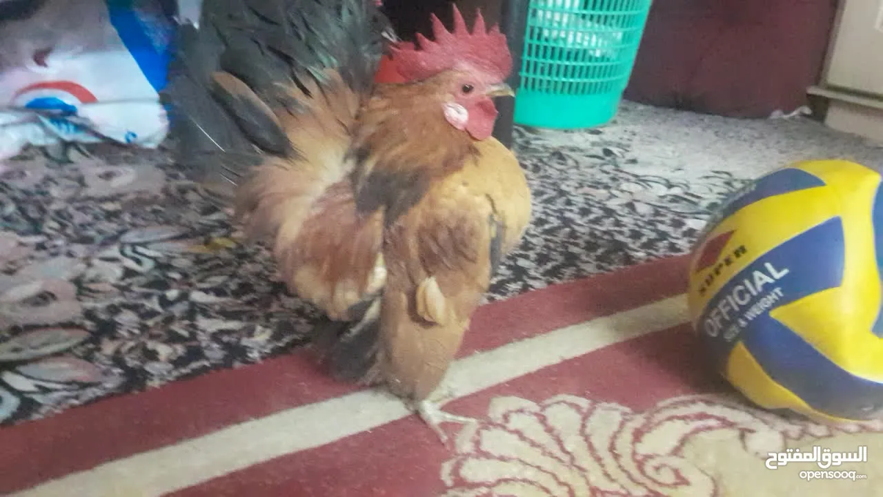 دجاج سيراما قزم اليف جدا