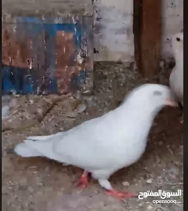 حمام لاحم فرنسي شغال  للبيع