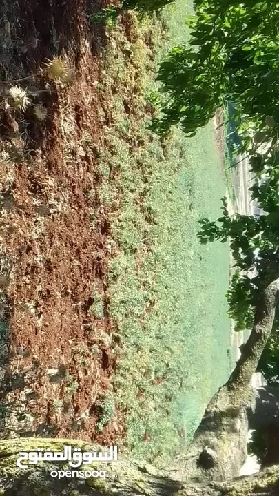 حمص اخضر مكسيكي