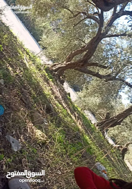 ارض على طريق بلعا دير الغصون قبل مفرق اكتابا