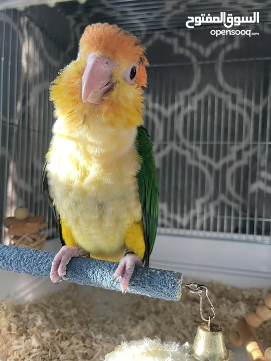 White belly Caique