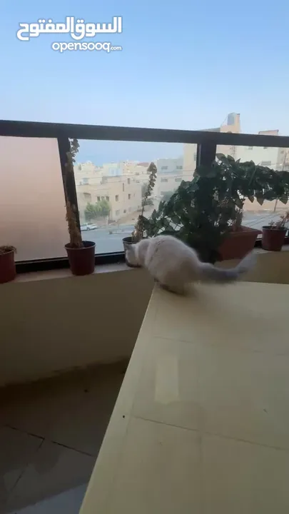 قطة للبيع هملايا
