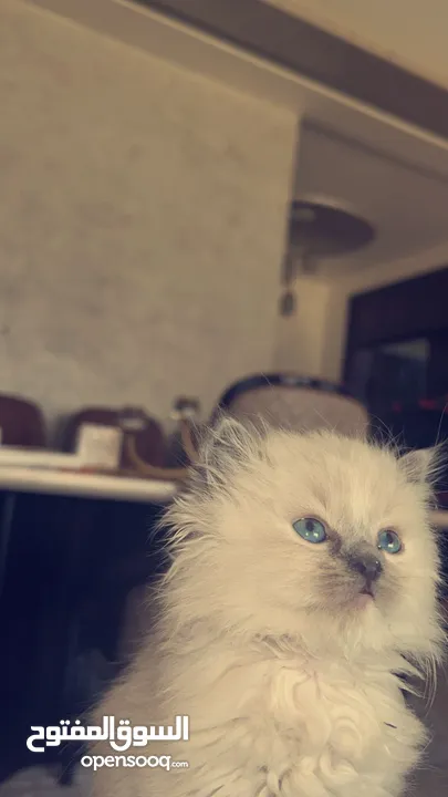 3 قطط  الام بريتش سكوت شورت هير بيور ماخذه كامل المطاعيم وابنان واحد همالايا والثاني سكوتش مو بيور