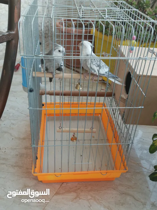جوز كوكتيل وايت فيس للبيع او للبدل على جوز لاتينو