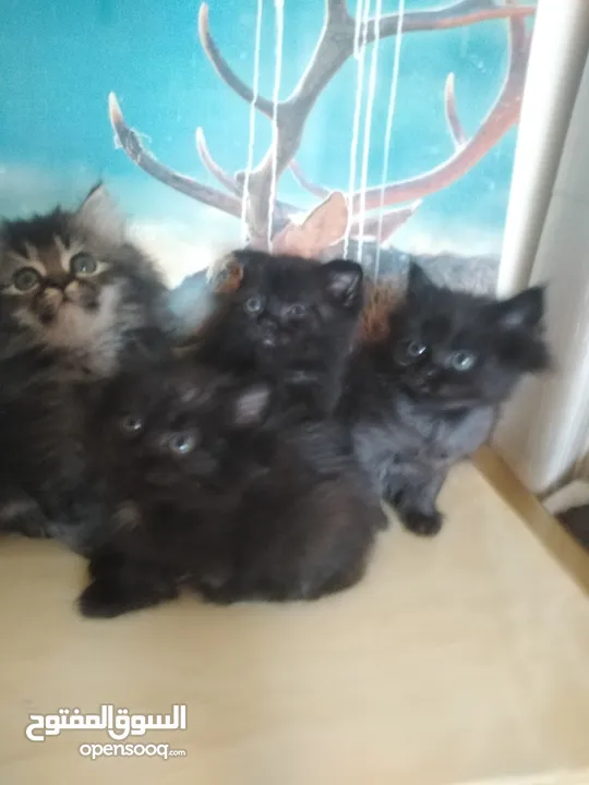 Britch/Scottch cat.. 2 months old