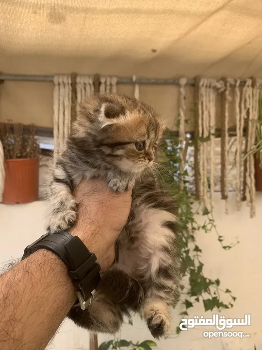 كتنز مكس سكوتش ستريت وبريتش فولد للبيع