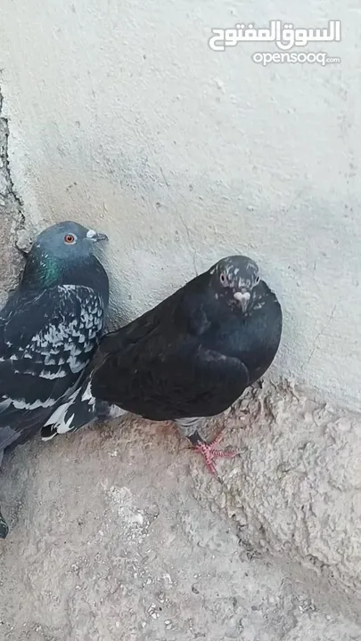 جوز حمام بلدي بلدي