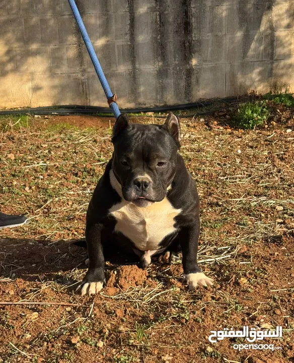 American bully امريكان بولي