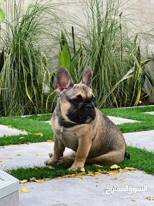 French Bulldog Puppies