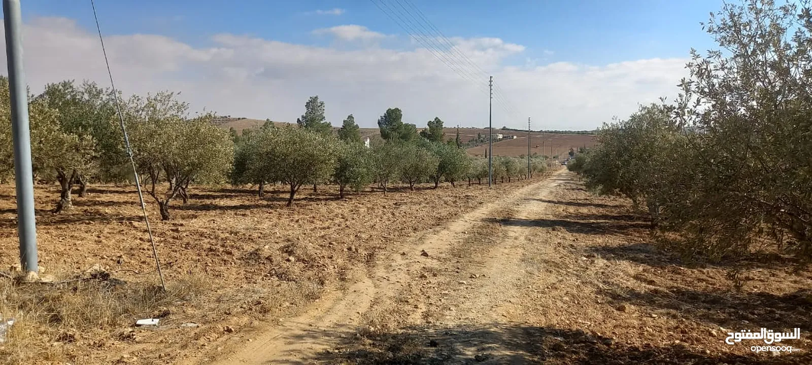 مزرعة زيتون للبيع