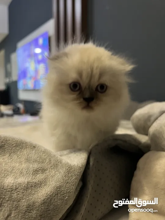 British Longhair kitten