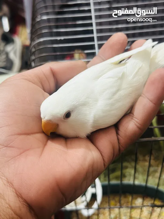 جوز روز البينو بيور ابيض صافي حاليا تحتو فرخ 3 بيضات