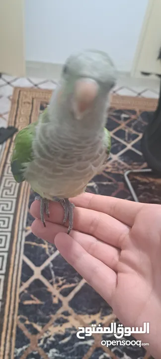 Quaker parrot tamed with cage