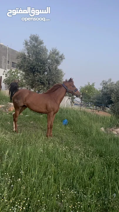 فرس انجليزيه فل مسجله في نادي السباق للخيول