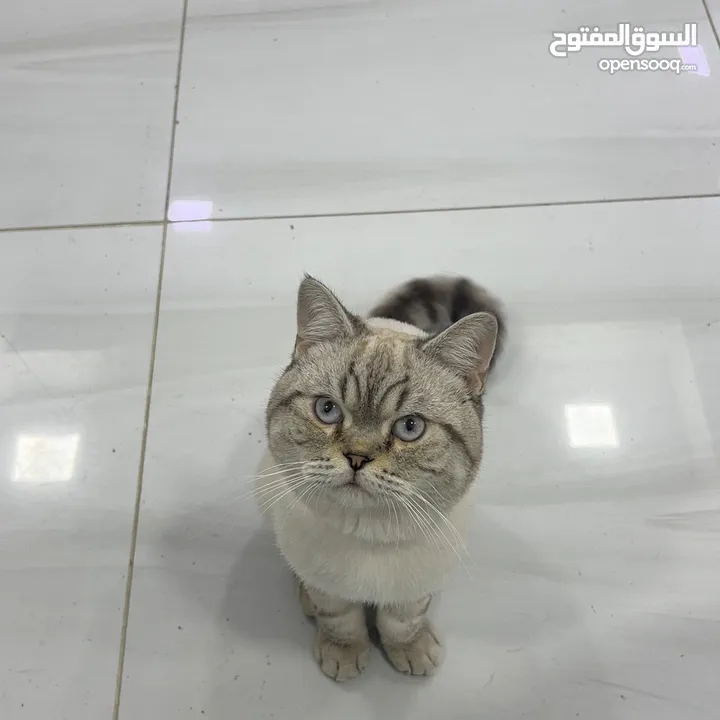 قطتان جميلتان تبحثان عن بيت دافئ  Two lovely cats looking for a loving home