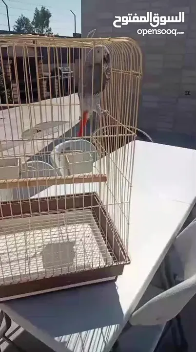 ببغاء كاسكو أليف بغيار مع القفص