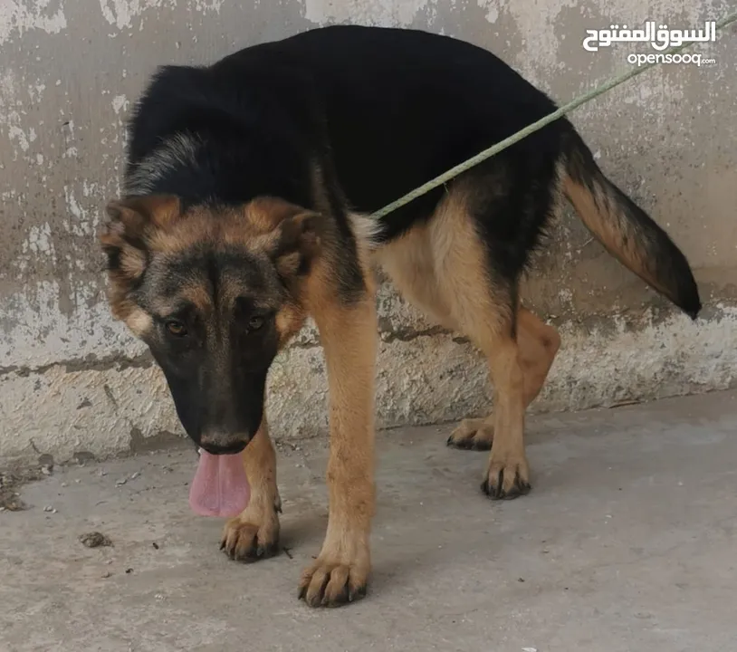كلبة جيرمن عمرها 7 شهور للبيع