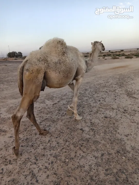 ناقه للبيع لحم وضحيه صغيره بسن ام ثالث
