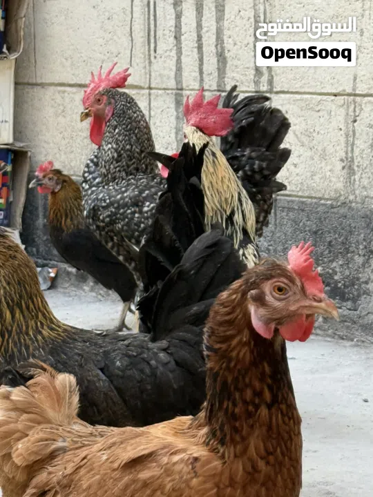 دجاج وديوك للبيع