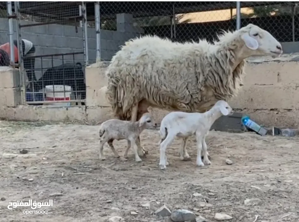 البيع جاعده حريه مع اولادهاا كبش وحمله حليب فاضل وسمنه فول مااشاءالله