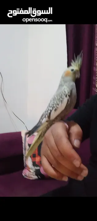 ببغاء كوكتيل