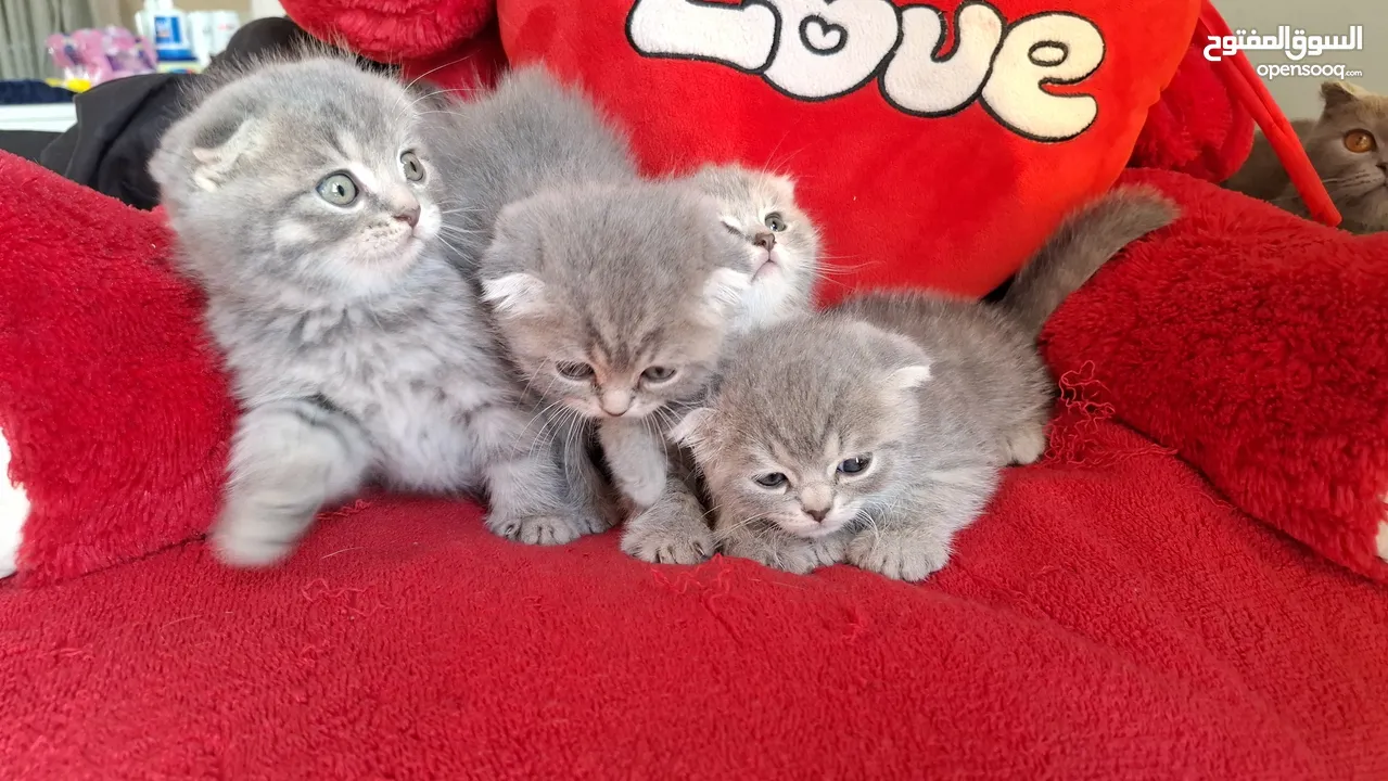 Scottish fold kittens سكوتش فولد